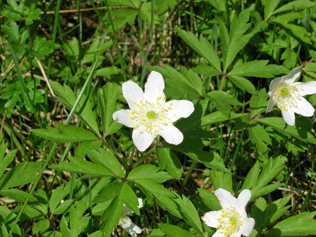 bloemen.jpg