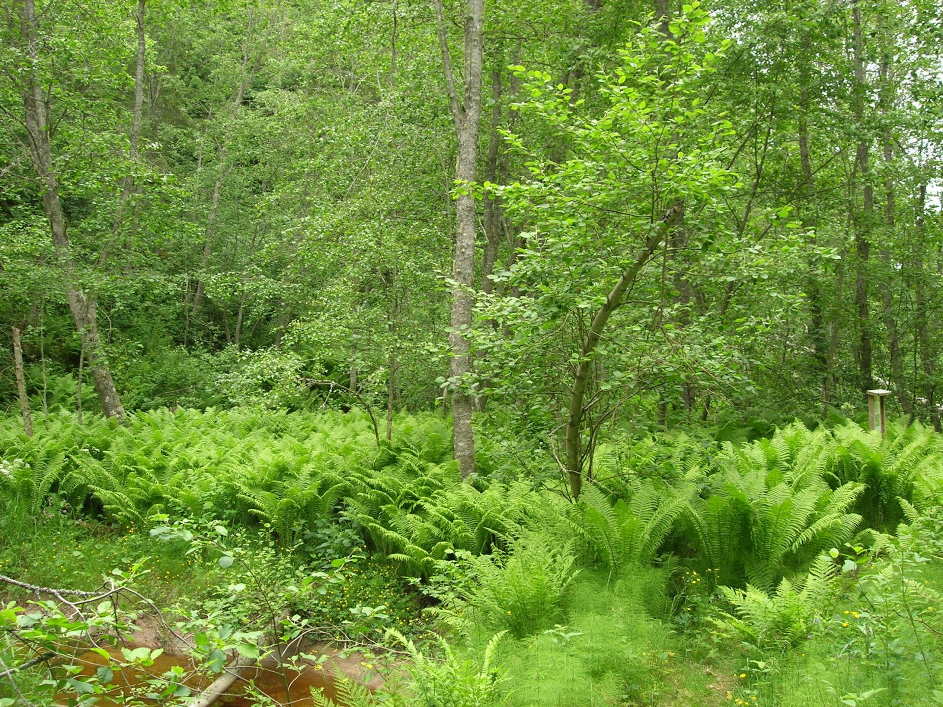 Anjansdalen2